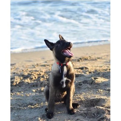 Malinois - photo 23