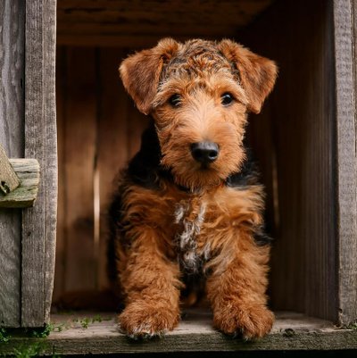 Airedale Terrier - photo 5