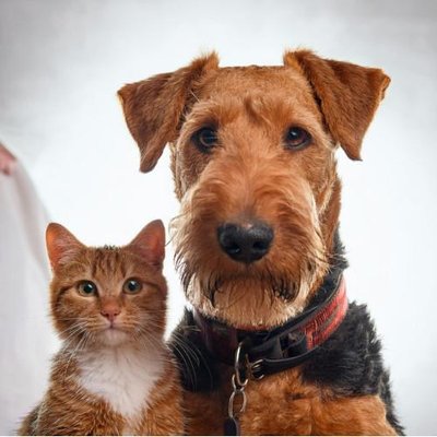 Airedale Terrier - photo 6