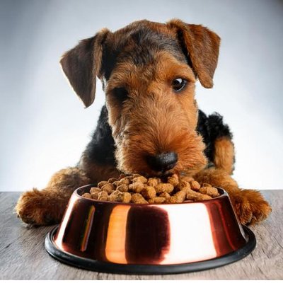 Airedale Terrier - photo 7