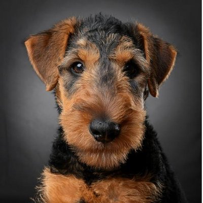 le Pelage Noir et Feu de l'Airedale Terrier