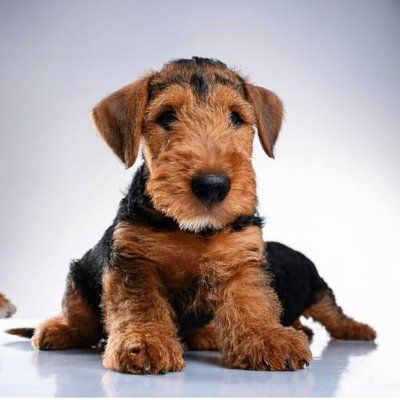 Airedale Terrier - photo 8