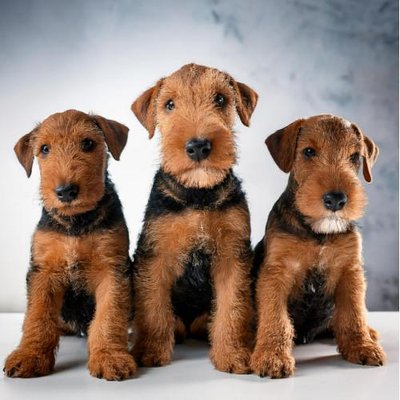 Airedale Terrier - photo 9