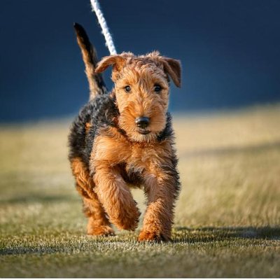 Airedale Terrier - photo 10