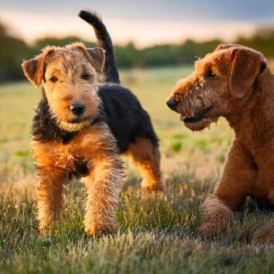 Airedale Terrier - photo 11