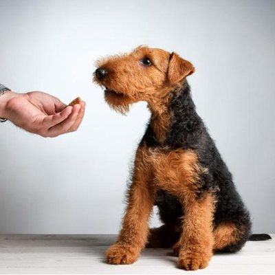 Airedale Terrier - photo 12