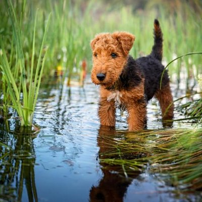 Airedale Terrier - photo 13