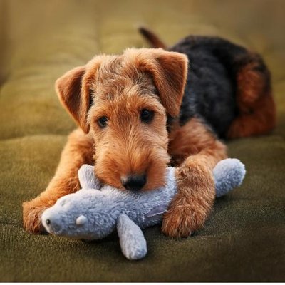 Airedale Terrier - photo 14