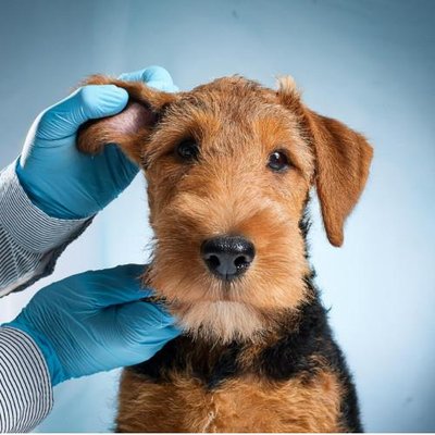 Airedale Terrier - photo 15
