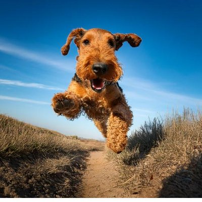 Airedale Terrier - photo 16