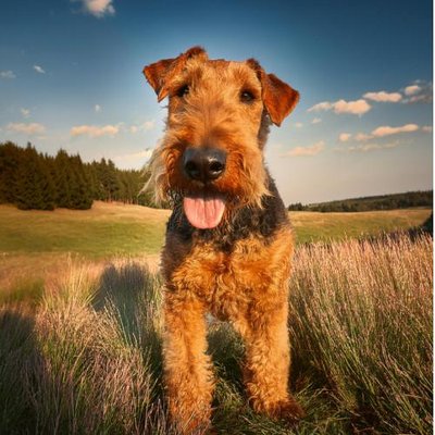 Airedale Terrier - photo 17