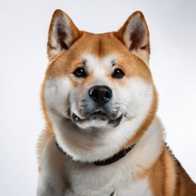 Akita Inu - photo 1