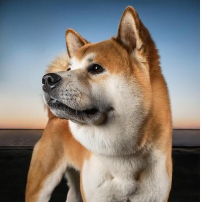Akita Inu - photo 2