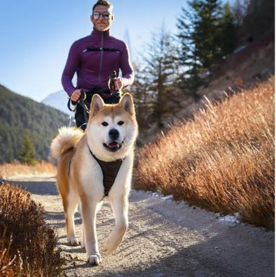 Akita Inu - photo 3
