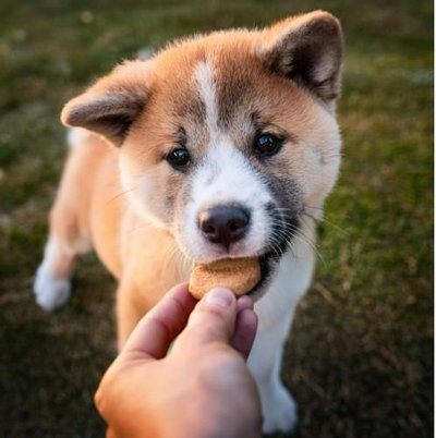 Akita Inu - photo 4