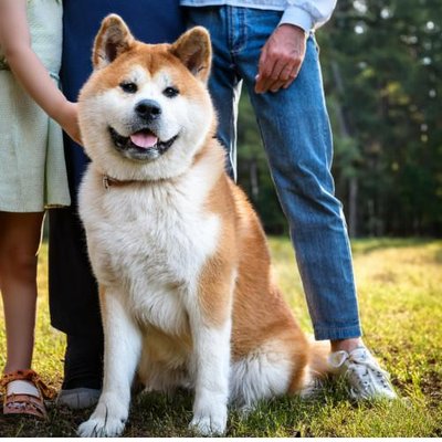 Akita Inu - photo 5