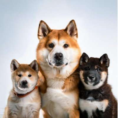 Akita Inu - photo 6