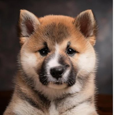 Akita Inu - photo 7