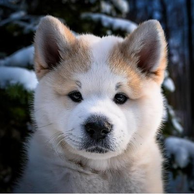 Akita Inu - photo 8