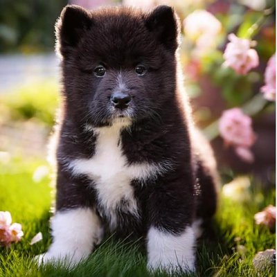 Akita Inu - photo 9
