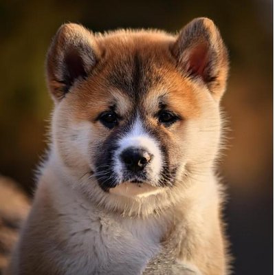 Akita Inu - photo 10