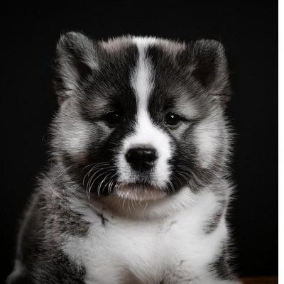 Akita Inu - photo 11