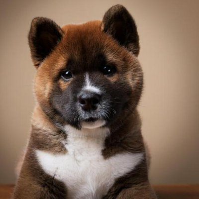 Akita Inu - photo 12