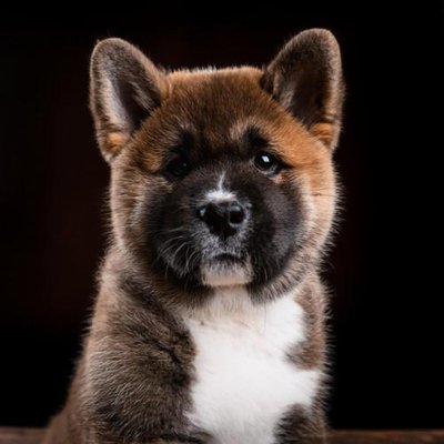 Akita Inu - photo 13