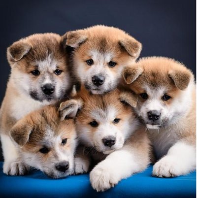 Akita Inu - photo 14