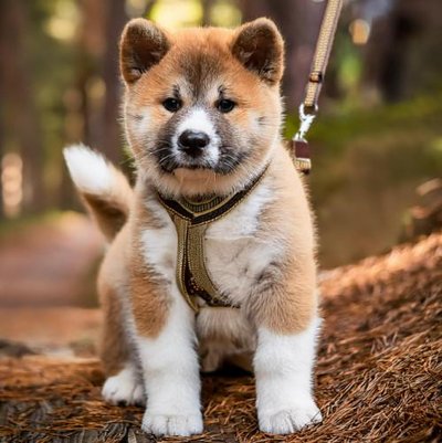 Akita Inu - photo 16