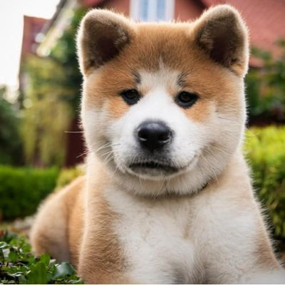 Akita Inu - photo 18