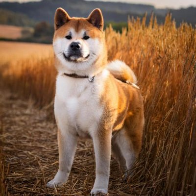 Akita Inu - photo 19