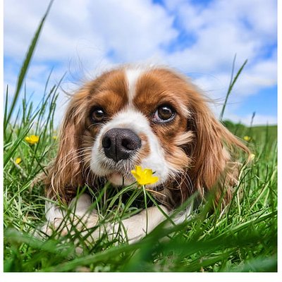 Condition de vie Cavalier King CHarles