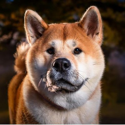 Akita Inu - photo 21