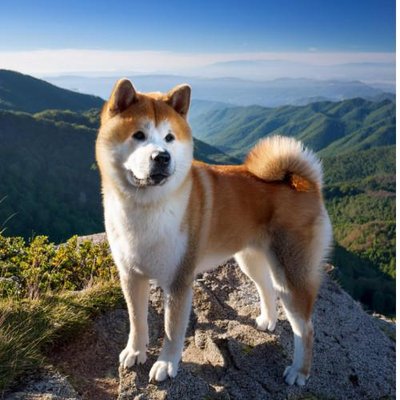 Akita Inu - photo 22