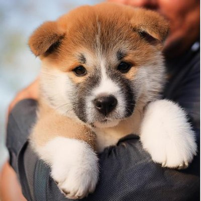 Akita Inu - photo 23