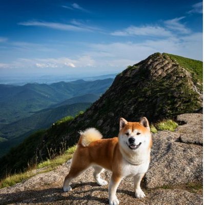 Akita Inu - photo 24