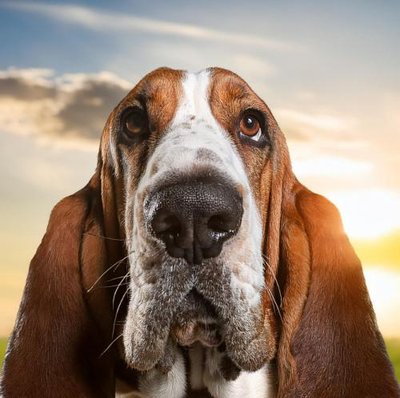 Basset Hound - photo 1