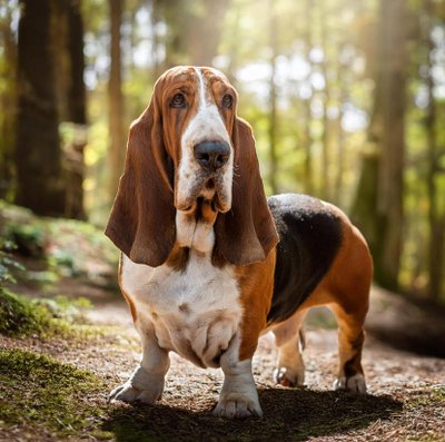 Basset Hound - photo 2