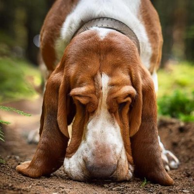 Basset Hound - photo 3