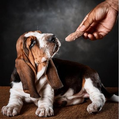 Basset Hound - photo 5