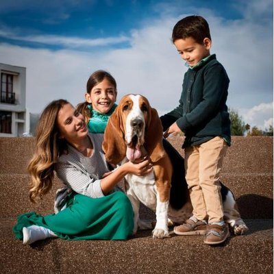 Basset Hound - photo 6