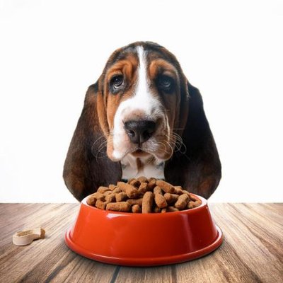 Basset Hound - photo 7
