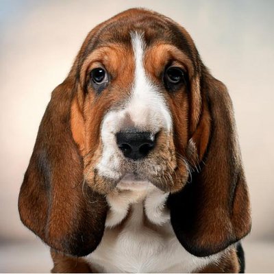 Basset Hound - photo 8