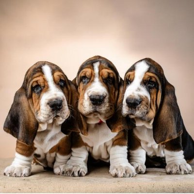 Basset Hound - photo 9