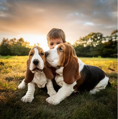 Basset Hound - photo 12
