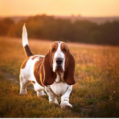 Basset Hound - photo 13