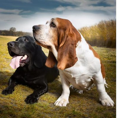 Basset Hound - photo 14