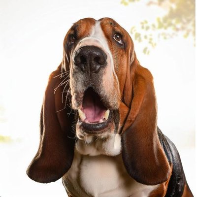 Basset Hound - photo 15