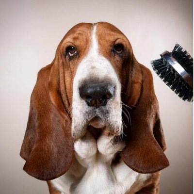 Basset Hound - photo 16